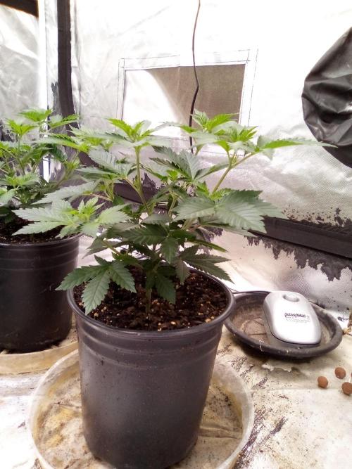 Phantom of the Clone. Week 2 - Day 12