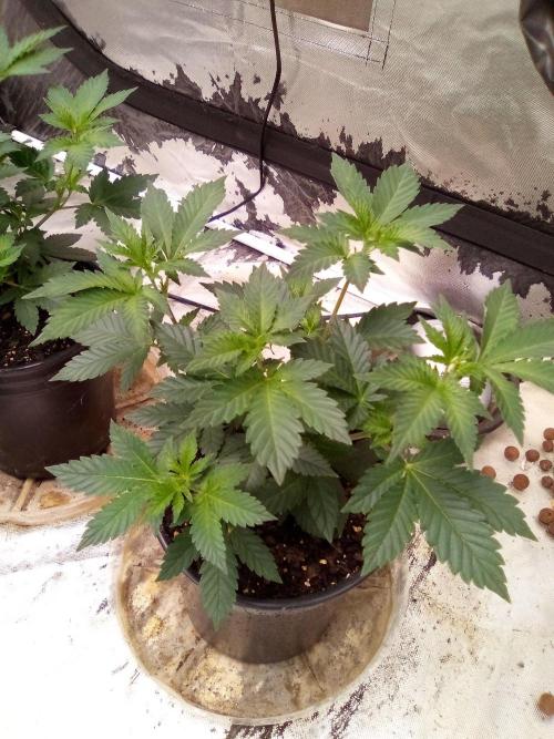 Phantom of the Clone. Week 2 - Day 12