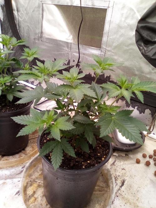 Phantom of the Clone. Week 2 - Day 12