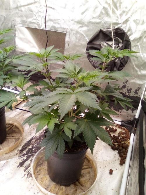 Phantom of the Clone. Week 3 - Day 20