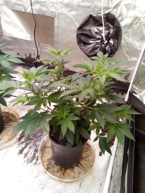 Phantom of the Clone. Week 3 - Day 20