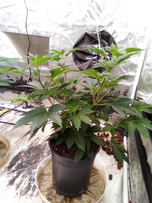 Phantom of the Clone. Week 3 - Day 20