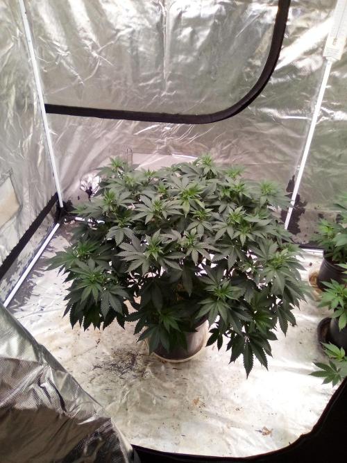 Phoenix. Week 10
