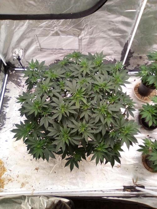 Phoenix. Week 10
