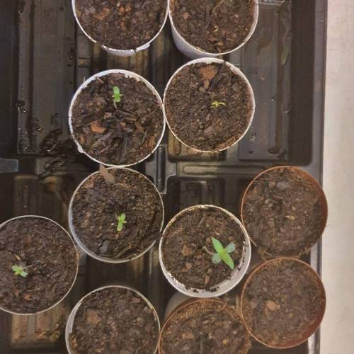 Late Spring Grow 2020. Week 0 - 5 days in. Rooibaard struggling but DP and Tahoe coming along great.