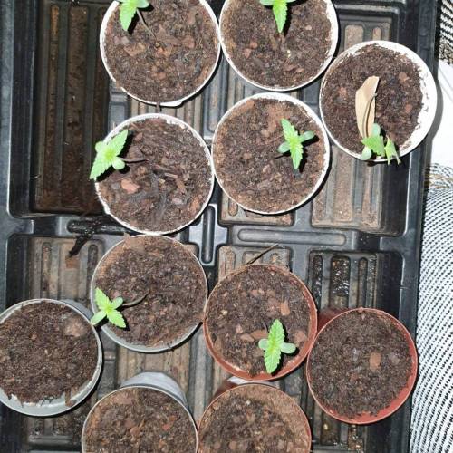 Late Spring Grow 2020. Week 1 - Day 9. Hardening off and seedlings struggling because they are so tall