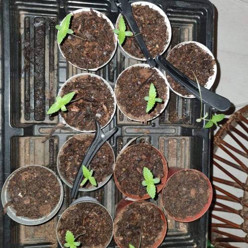 Late Spring Grow 2020. Week 1 - Day 10. Make Shift support added - not helping for long. Will be repotting soon. 