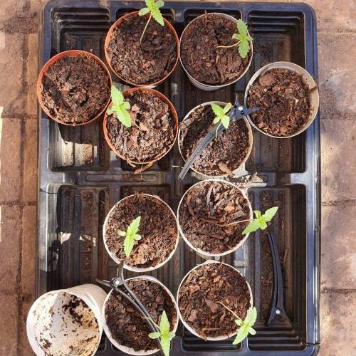 Late Spring Grow 2020. Week 1 - Day 11. Testing the repotting theory on a bag seed seedling i have growing on the side 