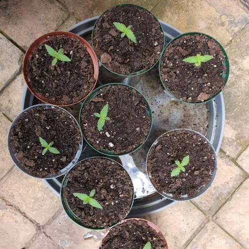 Late Spring Grow 2020. Week 1 - Day 12. Repotted the 8 - they are doing much better. Coping with the hardening off