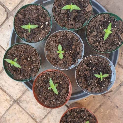 Late Spring Grow 2020. Week 1 - Day 13. Watering from the bottom to keep the buried leggy stem dry. So far so good.