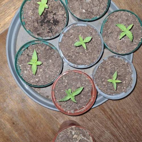 Late Spring Grow 2020. Week 2 - Day 17 - flash makes the Colour look odd.