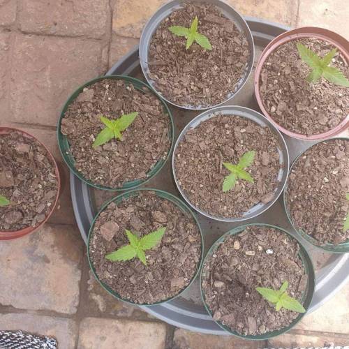 Late Spring Grow 2020. Week 2 - Day 18 - getting accustomed to their new home outside