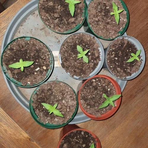 Late Spring Grow 2020. Week 2 - Day 19 - Slow and steady growth