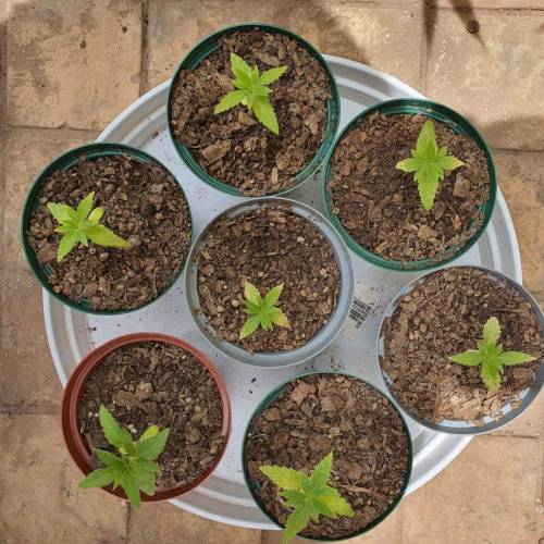 Late Spring Grow 2020. Week 3 - Day 28