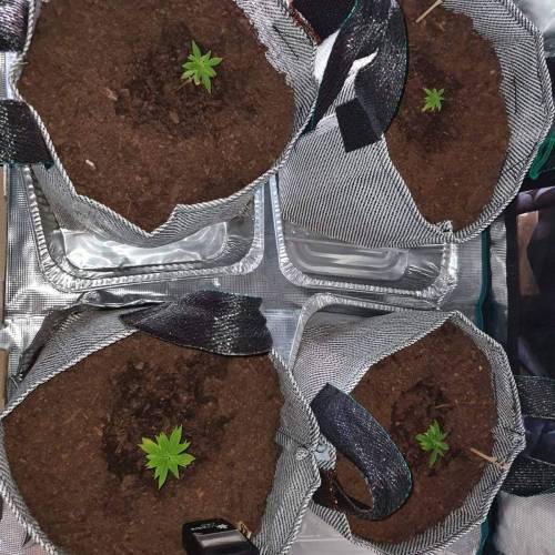 Late Spring Grow 2020. Week 7 - 3 Jan Indoor