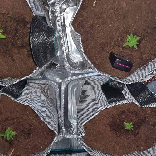 Late Spring Grow 2020. Week 7 - 4 Jan Indoor