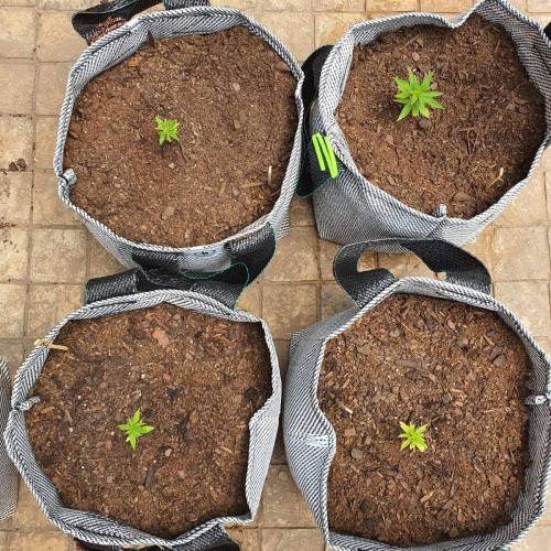 Late Spring Grow 2020. Week 7 - 4 Jan Outdoor