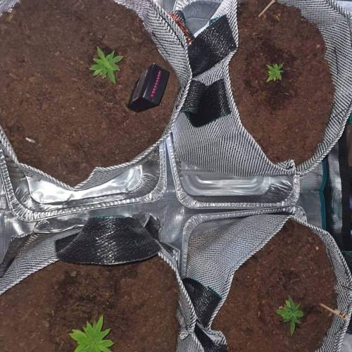 Late Spring Grow 2020. Week 7 - 5 Jan Indoor
