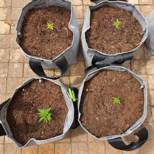 Late Spring Grow 2020. Week 7 - 5 Jan Outdoor