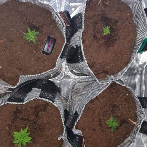Late Spring Grow 2020. Week 7 - 6 Jan Outdoor