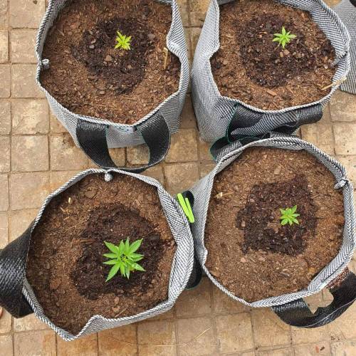 Late Spring Grow 2020. Week 7 - 6 Jan Indoor