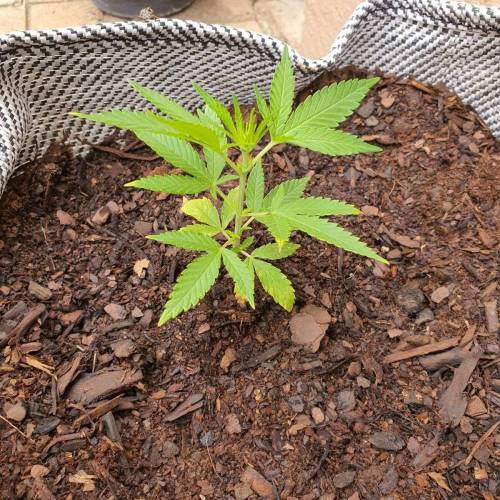 Late Spring Grow 2020. Week 7 - Outdoor Rooibaard went into flower