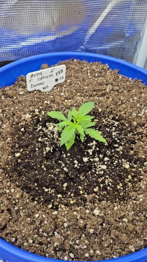 DIVINE AUTO PURPLE OPIUM