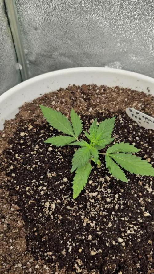 DIVINE AUTO PURPLE OPIUM