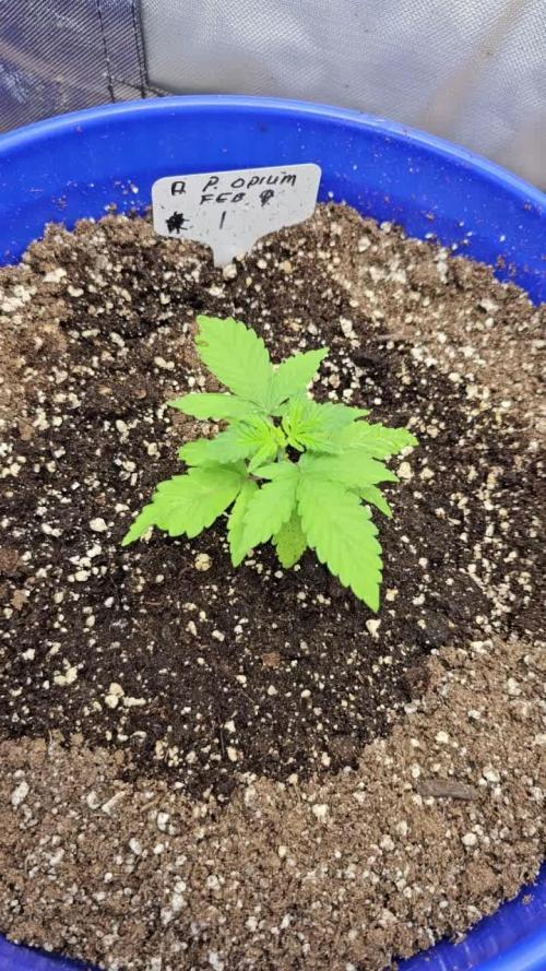 DIVINE AUTO PURPLE OPIUM