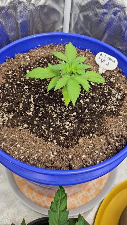 DIVINE AUTO PURPLE OPIUM