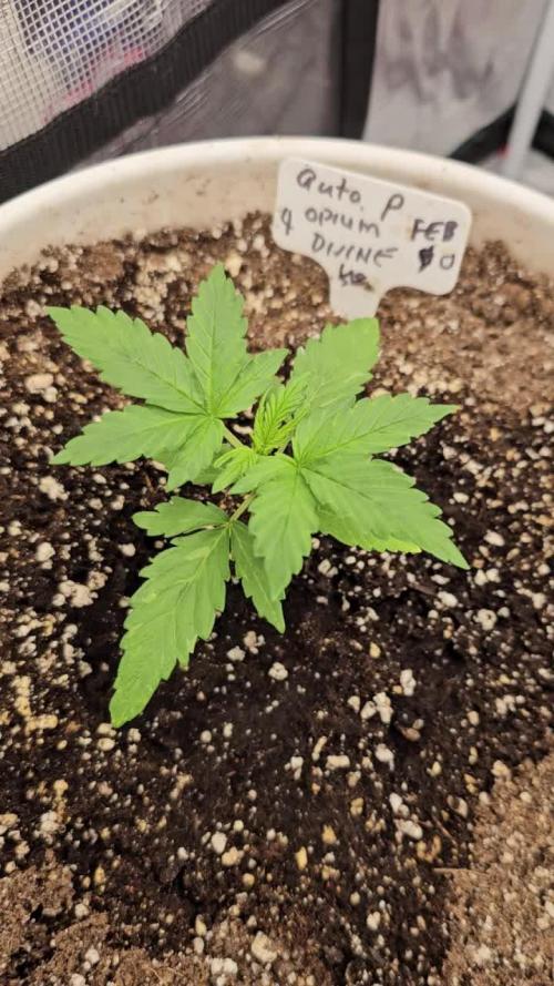 DIVINE AUTO PURPLE OPIUM