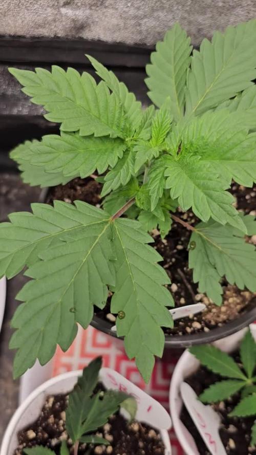 hindu kush divine seeds