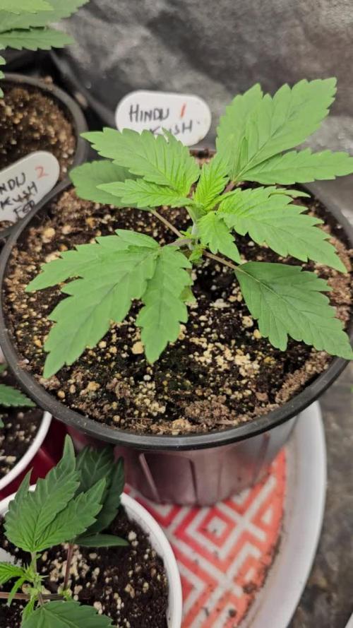 hindu kush divine seeds