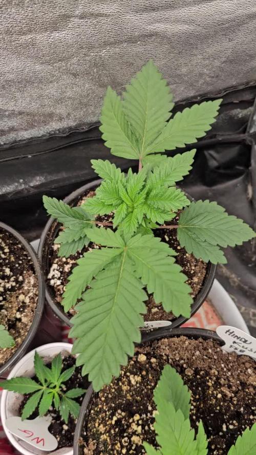 hindu kush divine seeds