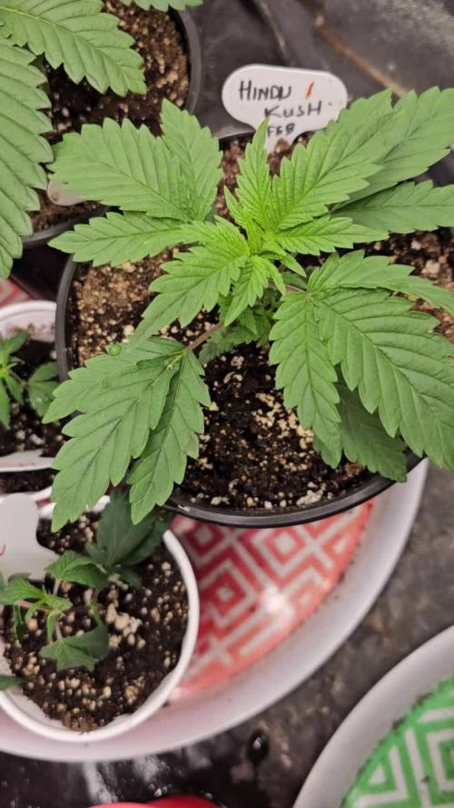 hindu kush divine seeds