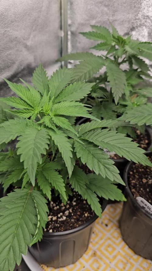hindu kush divine seeds