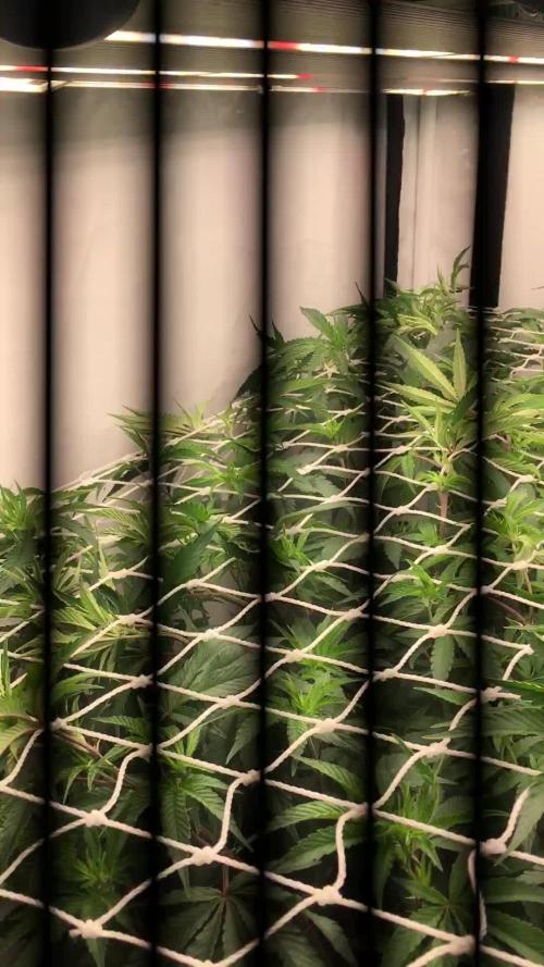 Ripper Seeds Shimo x2 + Kmintz x2