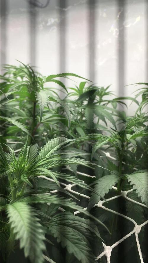 Ripper Seeds Shimo x2 + Kmintz x2