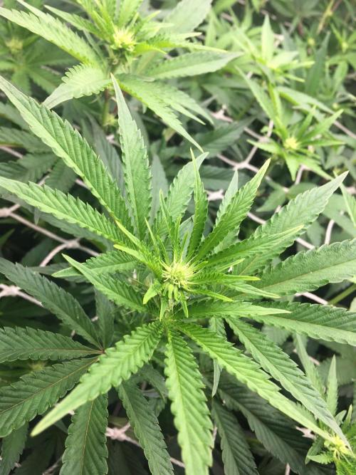 Ripper Seeds Shimo x2 + Kmintz x2. Week 2 - week 2 day 4