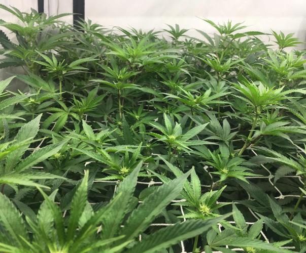 Ripper Seeds Shimo x2 + Kmintz x2. Week 2 - week 2 day 4