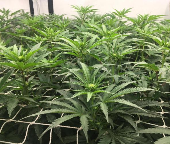 Ripper Seeds Shimo x2 + Kmintz x2. Week 2 - week 2 day 4