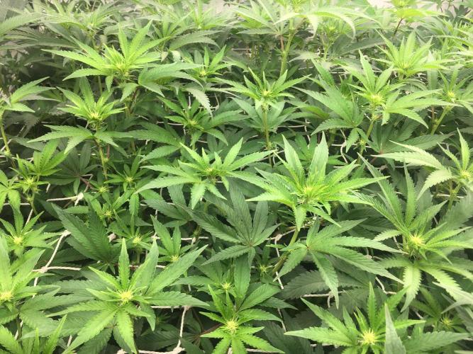 Ripper Seeds Shimo x2 + Kmintz x2. Week 2 - week 2 day 4