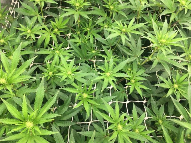 Ripper Seeds Shimo x2 + Kmintz x2. Week 2 - week 2 day 4