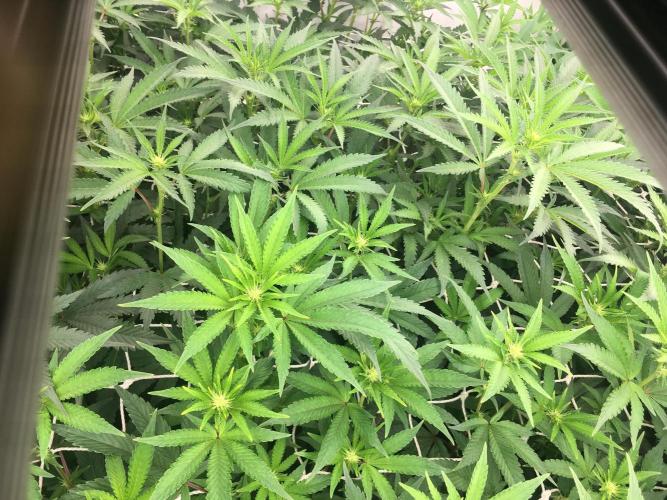 Ripper Seeds Shimo x2 + Kmintz x2. Week 2 - week 2 day 4