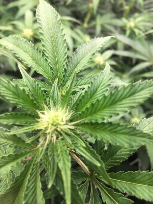 Ripper Seeds Shimo x2 + Kmintz x2. Week 3 - Week 3, Day 1