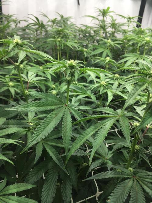 Ripper Seeds Shimo x2 + Kmintz x2. Week 3 - Week 3, Day 1