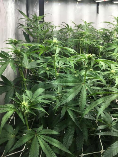 Ripper Seeds Shimo x2 + Kmintz x2. Week 3 - Week 3, Day 1