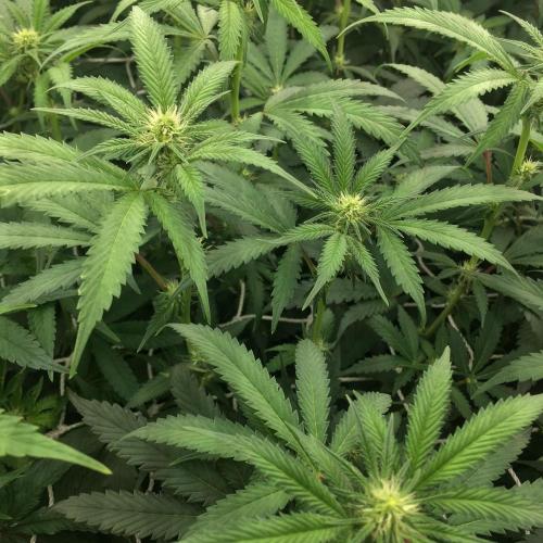 Ripper Seeds Shimo x2 + Kmintz x2. Week 3 - Week 3, Day 1