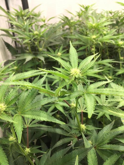 Ripper Seeds Shimo x2 + Kmintz x2. Week 3 - Week 3, Day 2