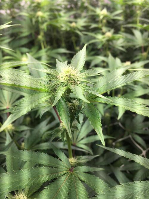 Ripper Seeds Shimo x2 + Kmintz x2. Week 3 - Week 3, Day 4